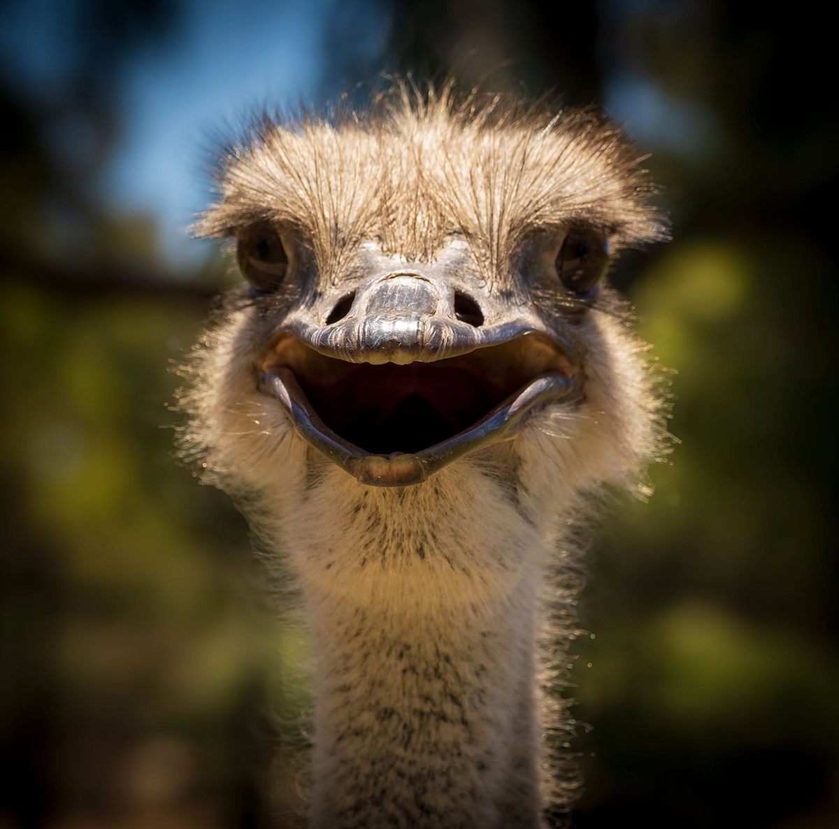 Mad Emu by Elizabeth Wallace