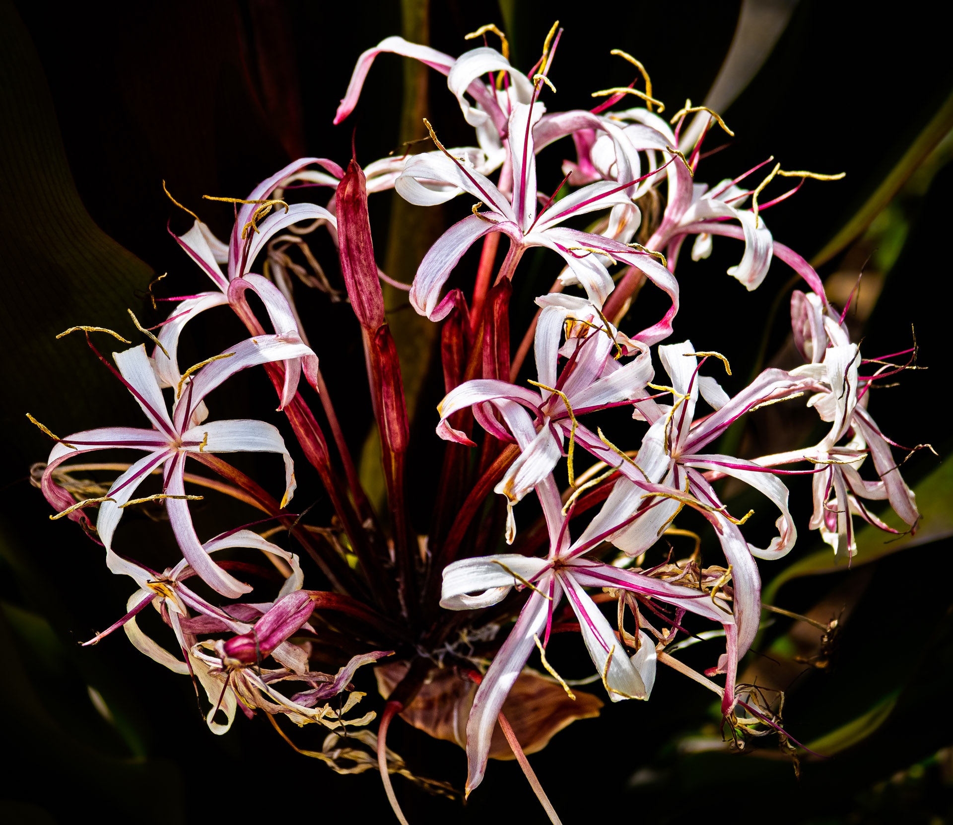 Spider Lily by Nelson Charette