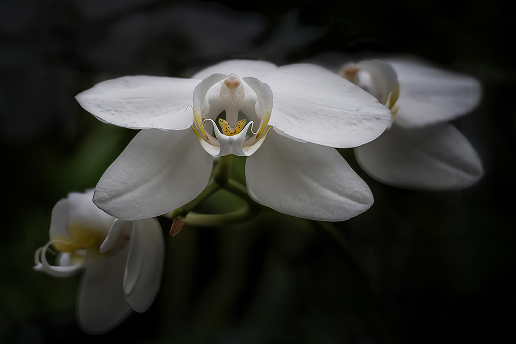 Orchid Star by Cindy Lynch