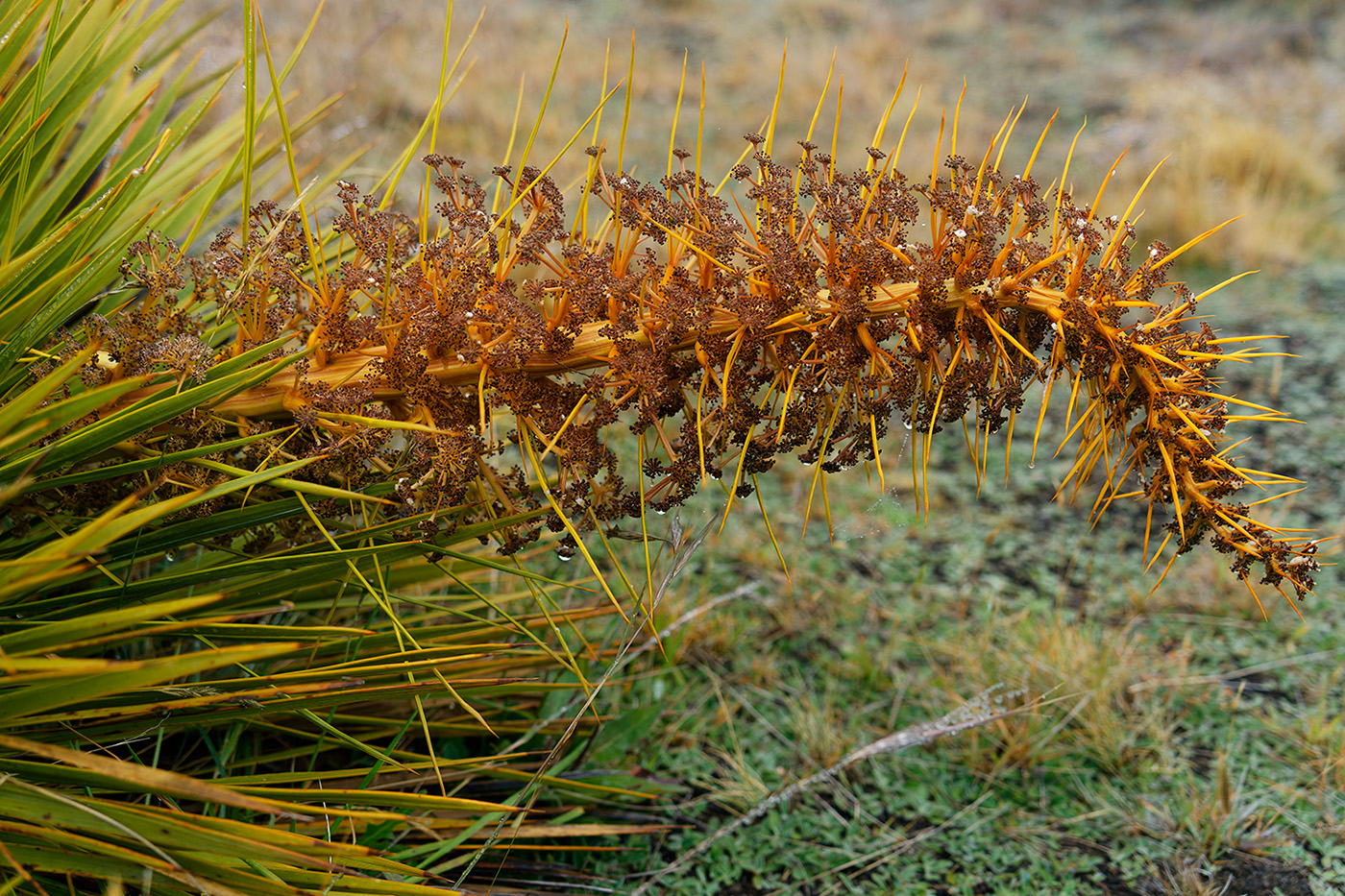 Speargrass by Mary Hinsen