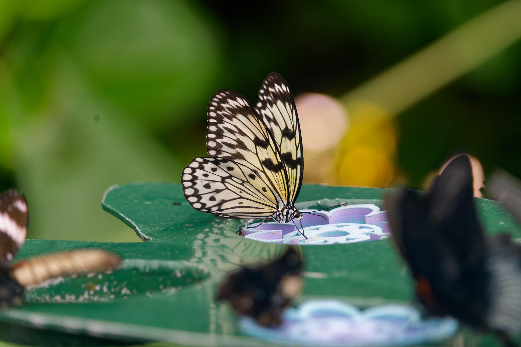 April 2026 - Mary Hinsen, BPSA