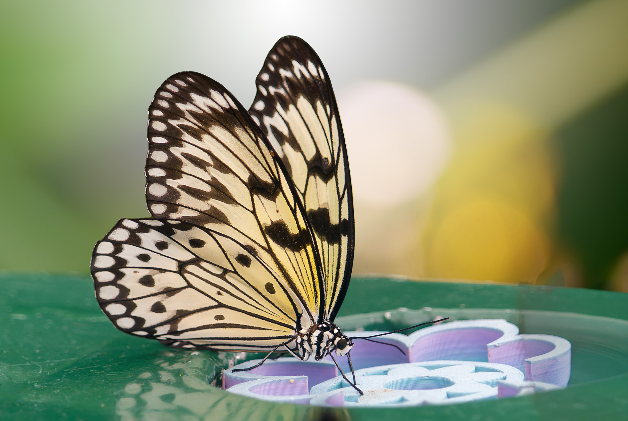 Tropical Butterfly by Mary Hinsen
