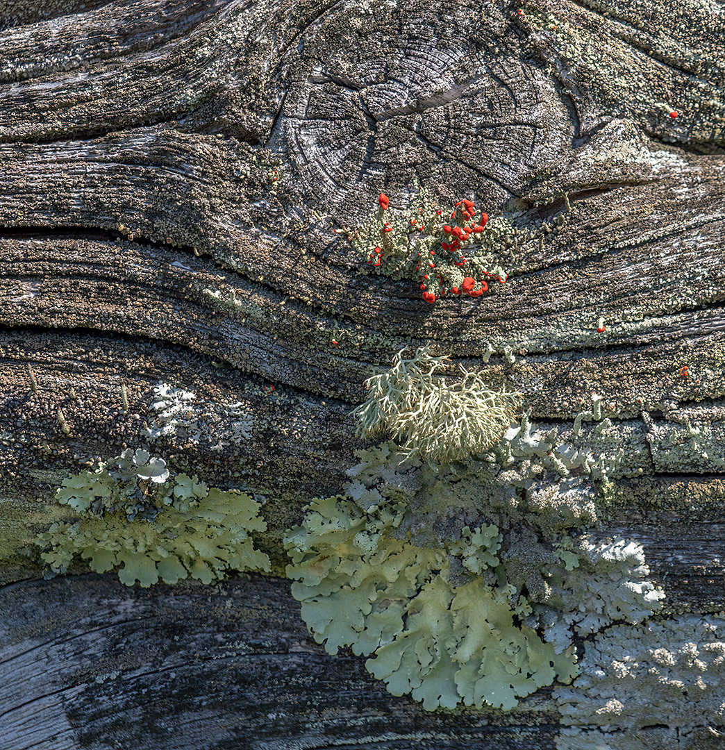 Wooden Fence Growth by Tom McCreary