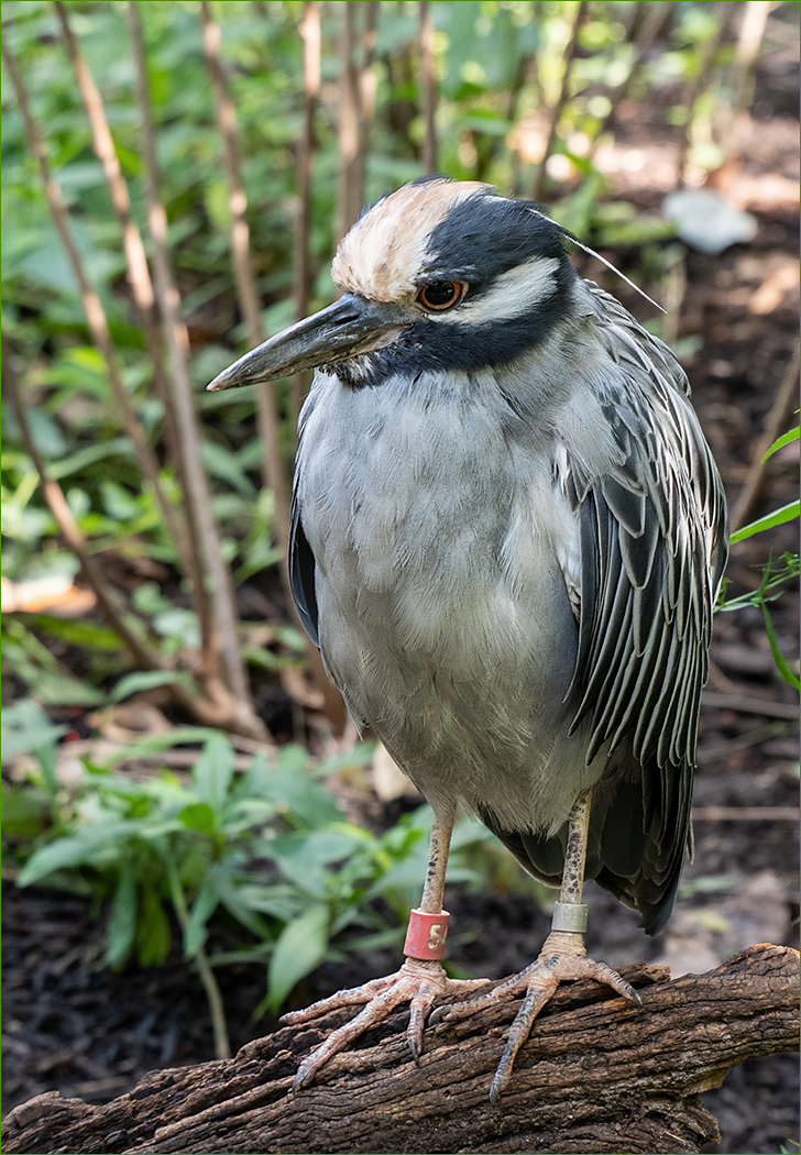Yellow-Crowned Night Heron by Tom McCreary, APSA, MPSA