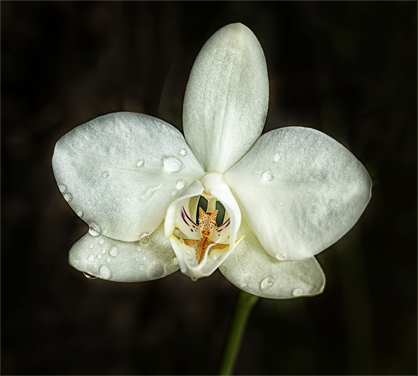 White orchid by Cindy Lynch