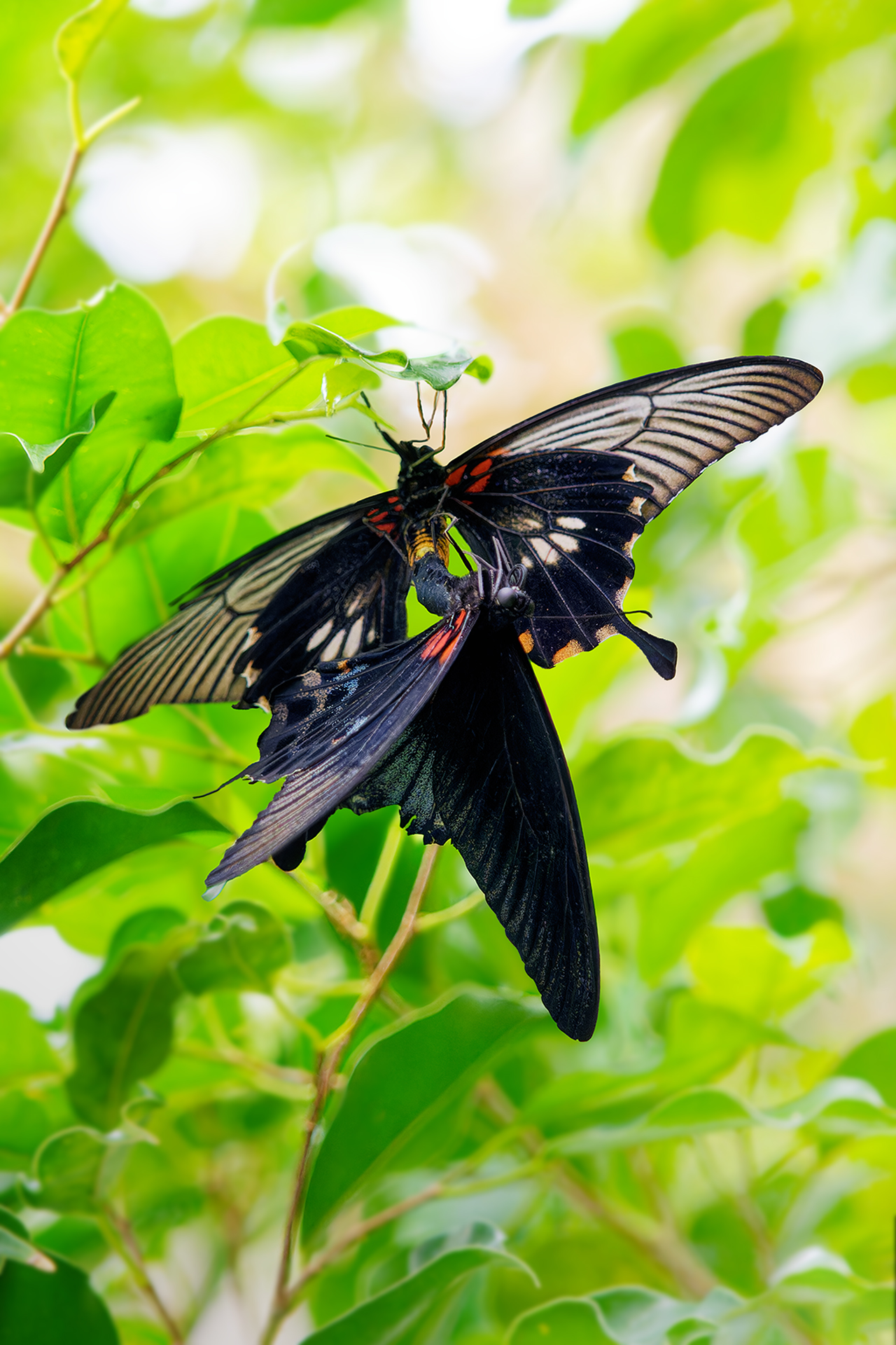 Butterflies by Mary Hinsen