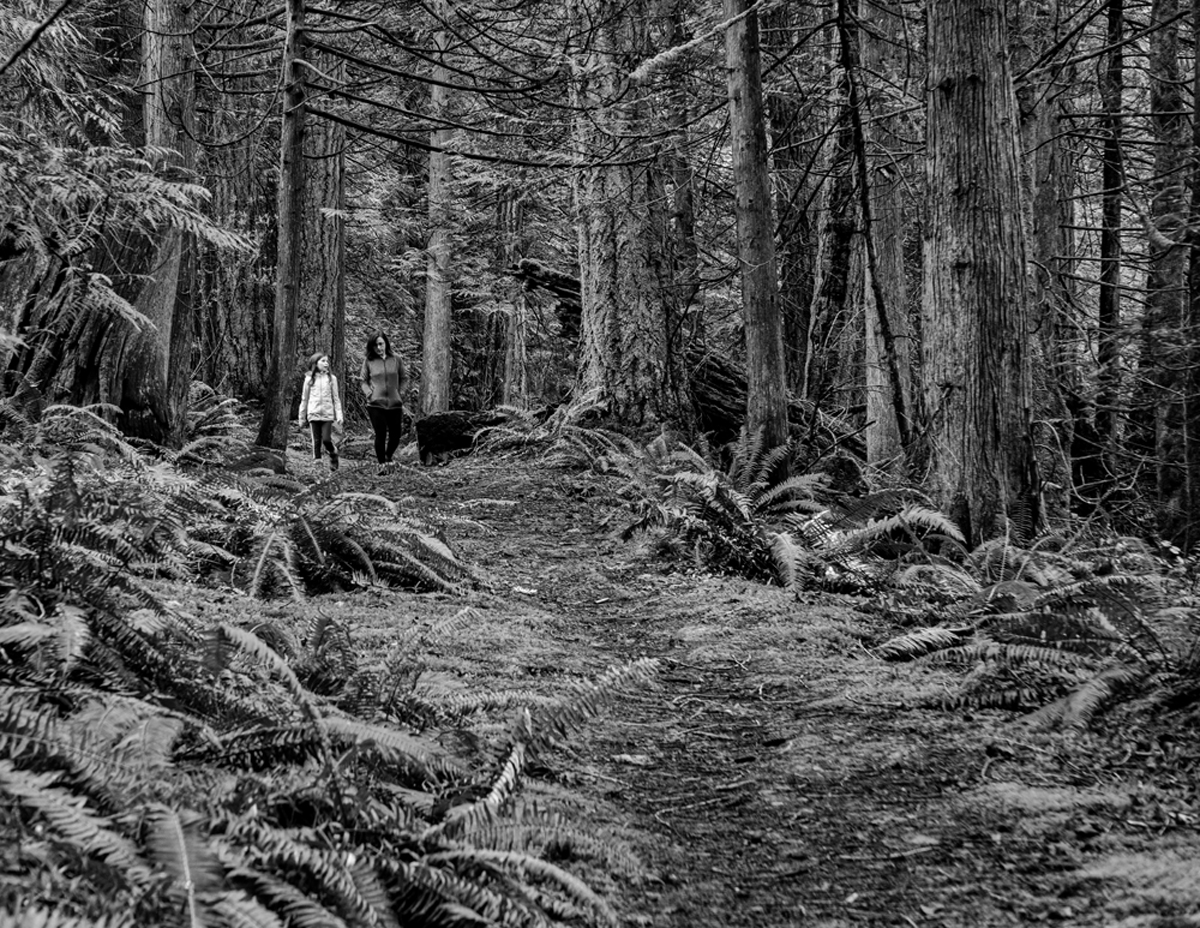 A stroll in the Woods by Ed Taje
