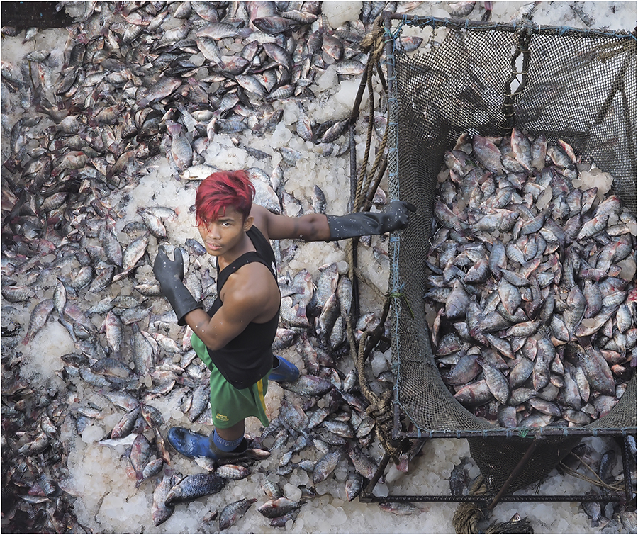 Unloading the Catch by Bruce Goodman