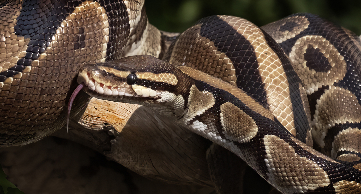 Ball Python by Kyle Gillis