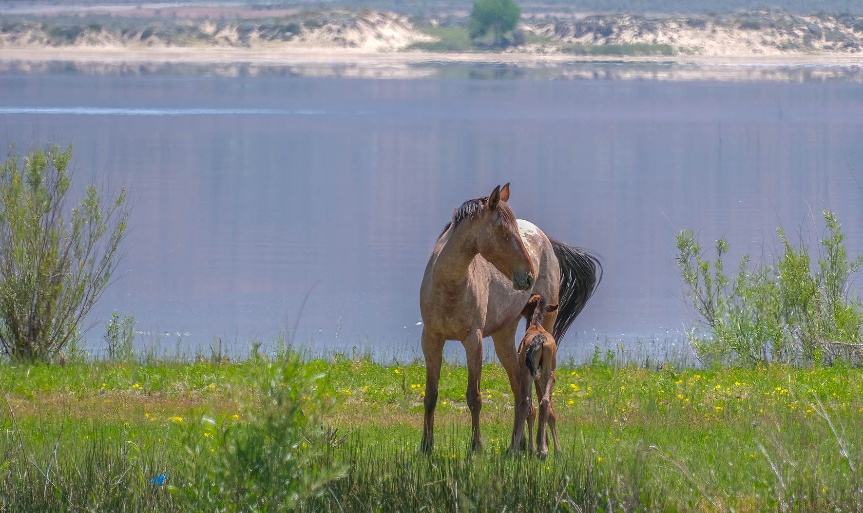 Wild horses--colt nursing by Anne Sandler