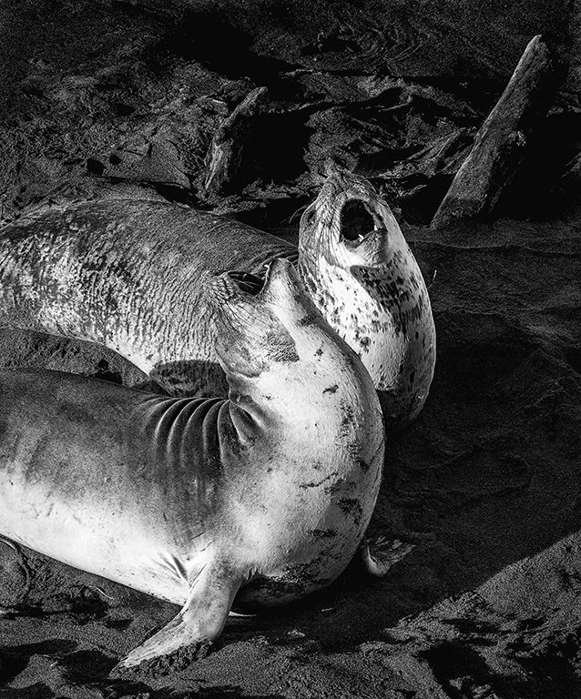 Elephant Seals by Diana Edelman