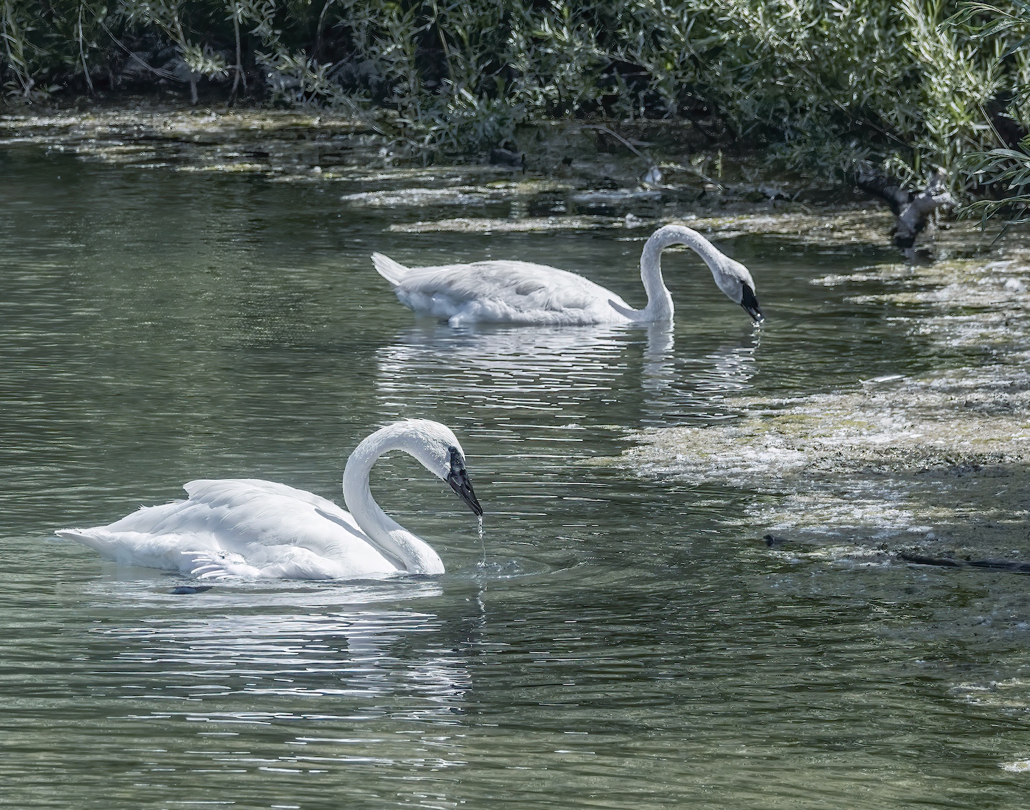 Trumpeters Fishing by Rita Johnston