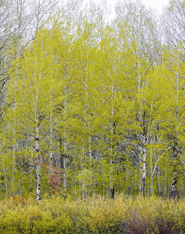 Golden Aspens by Rita Johnston