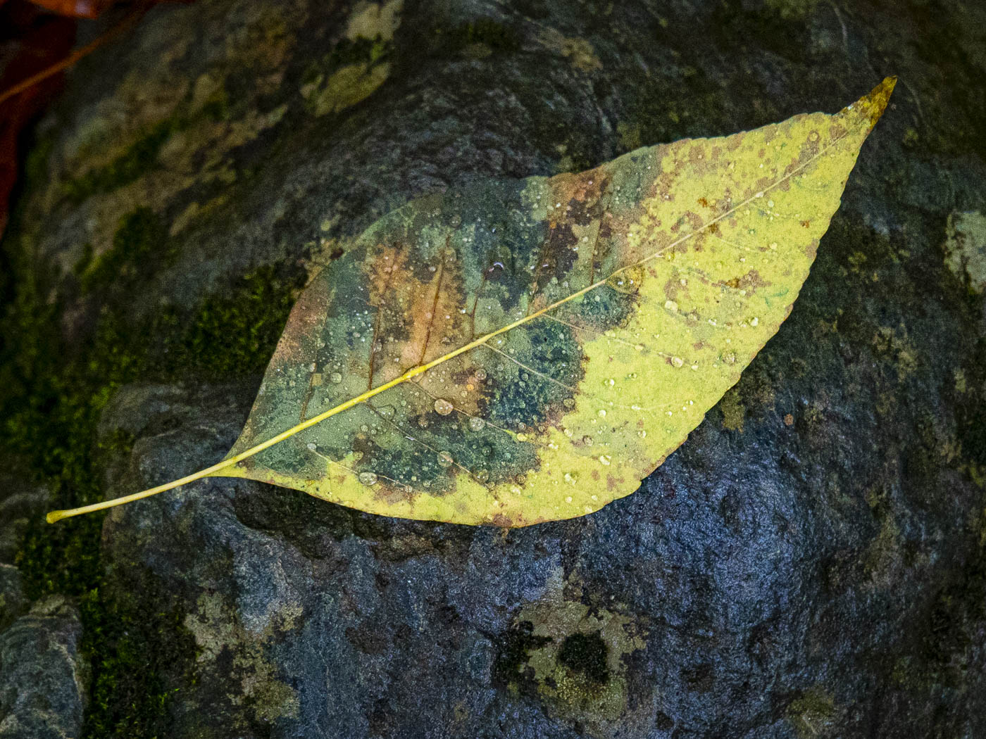 December 2025 - Erin Lamb