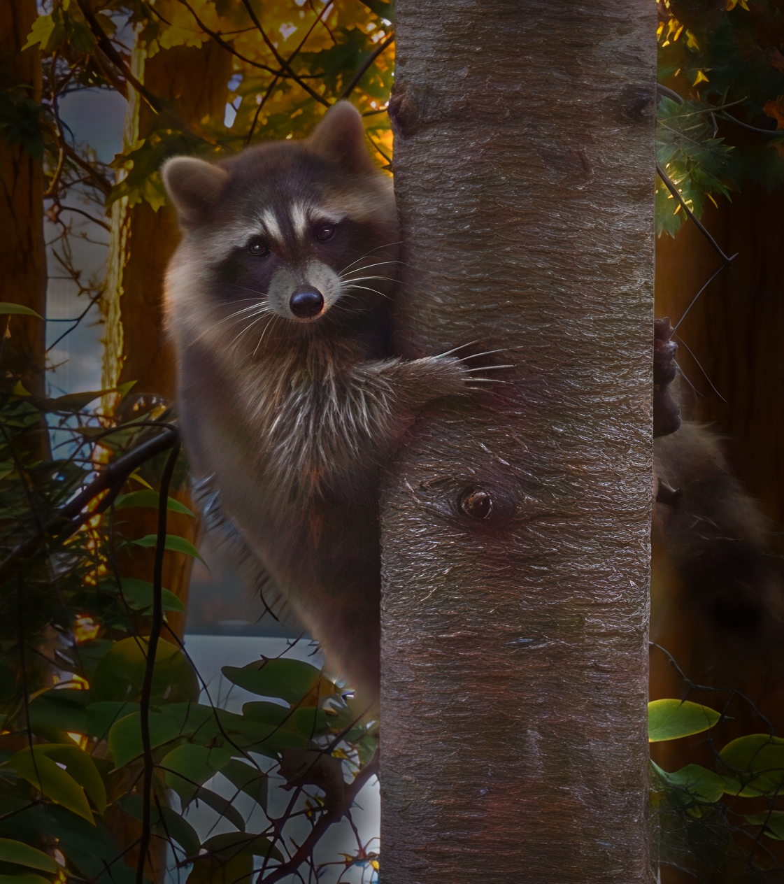 Raccoon Up a Tree