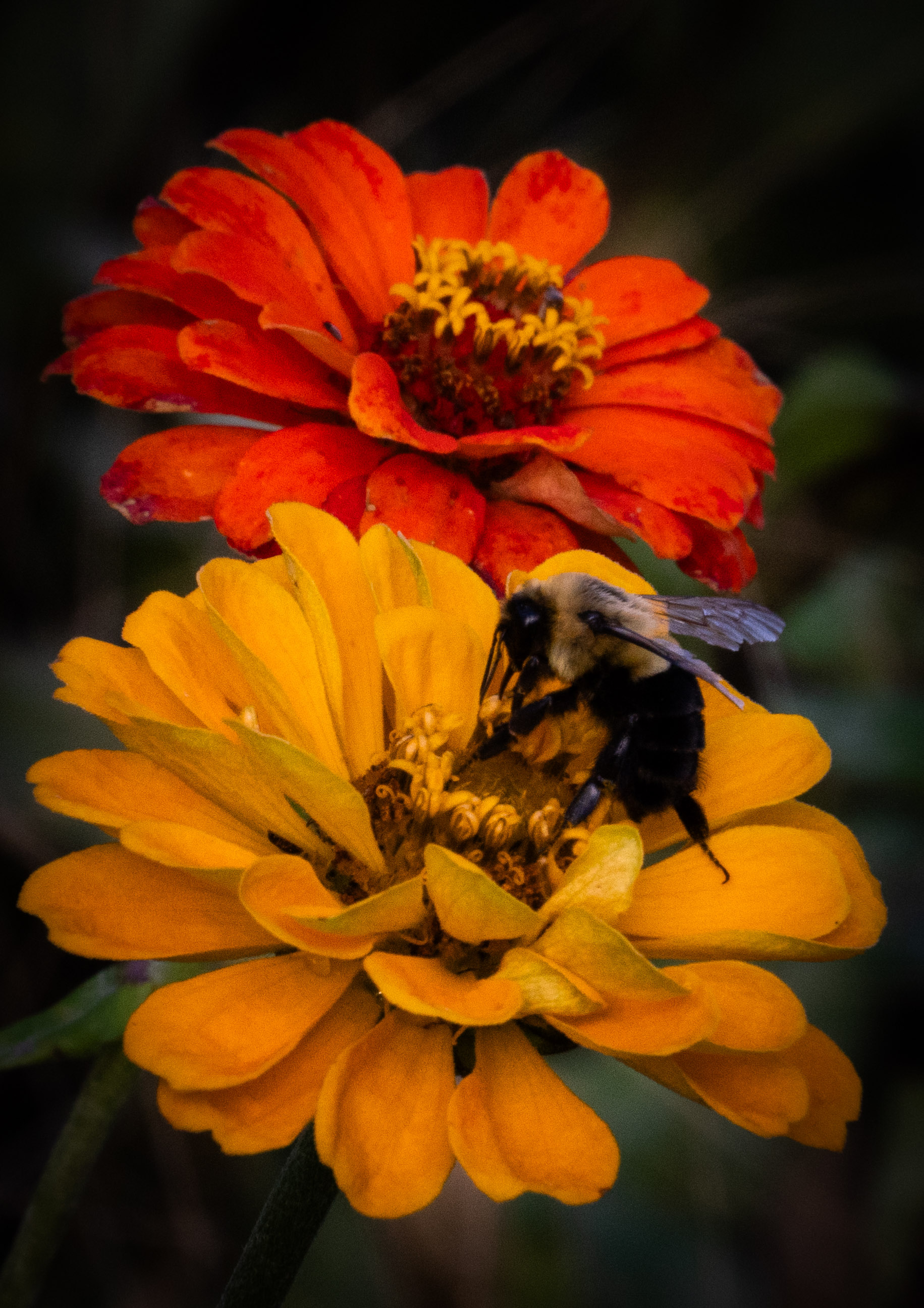 Bee on Zinnia by Dean Ginther