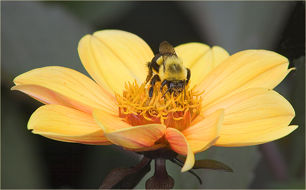 Bee on Flower by Marti Buckely