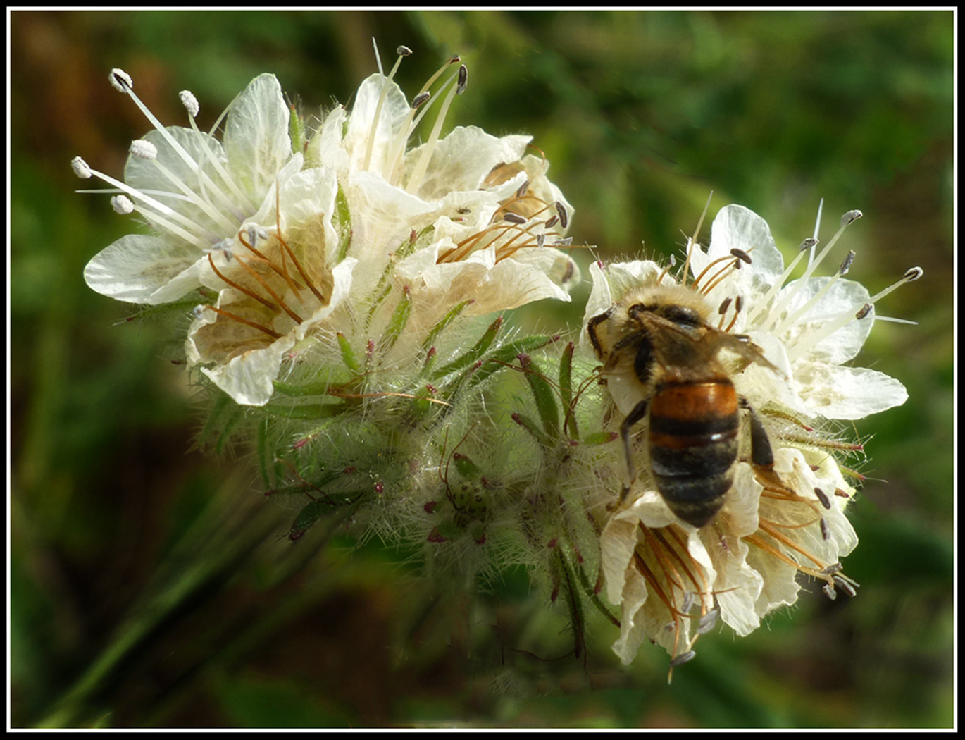 Bee on Rock Phecelia by Shirley Ward, FPSA, EPSA