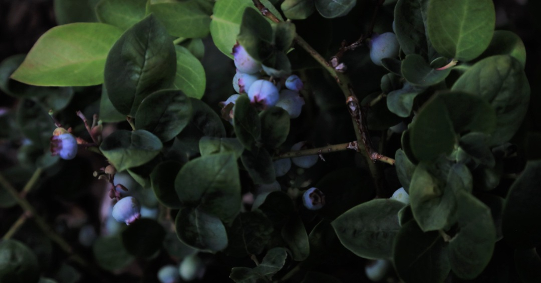 Blueberry bush by Donna Paul
