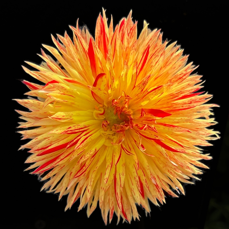 Dahlia by Gene Eckhardt