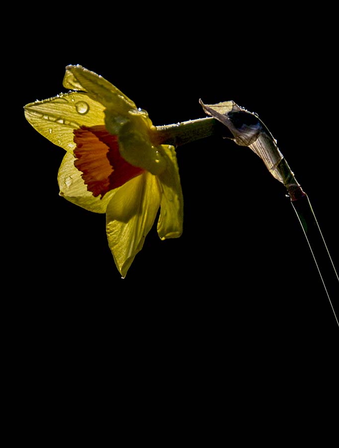 Daffodil by Ingrid Lockhart