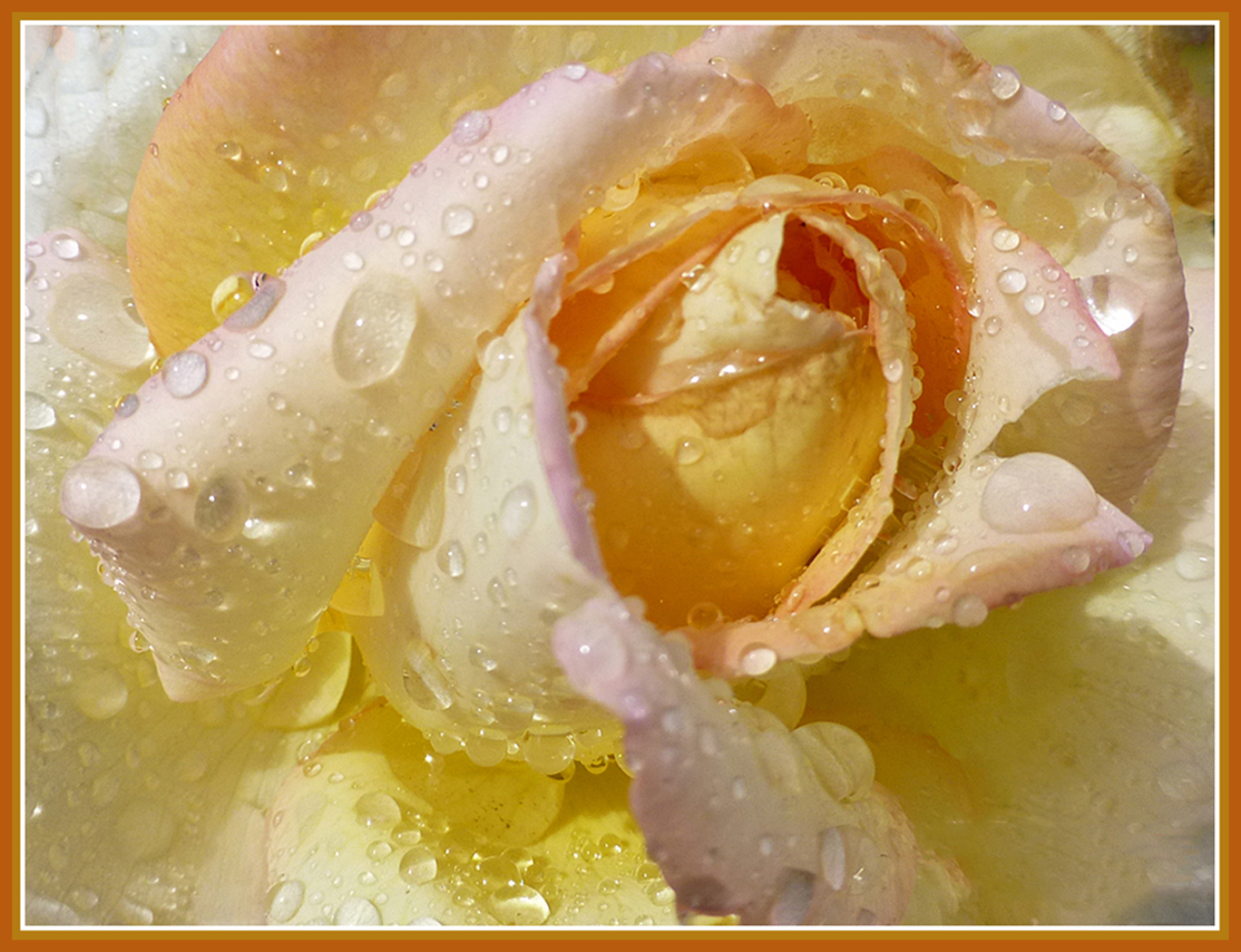 Peace Rose, with rain drops