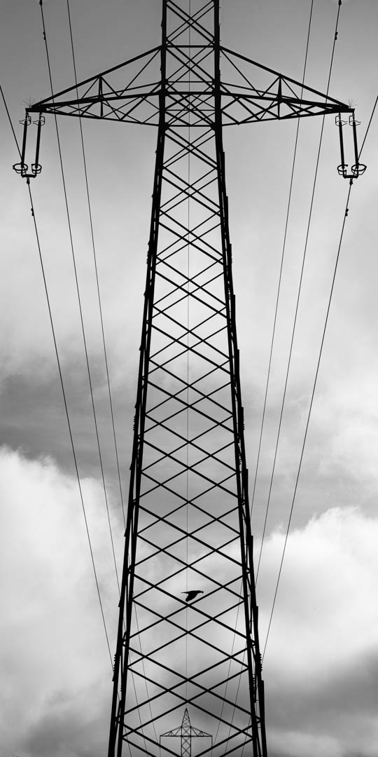 Bringing the Nut Home by Adrian Schaub