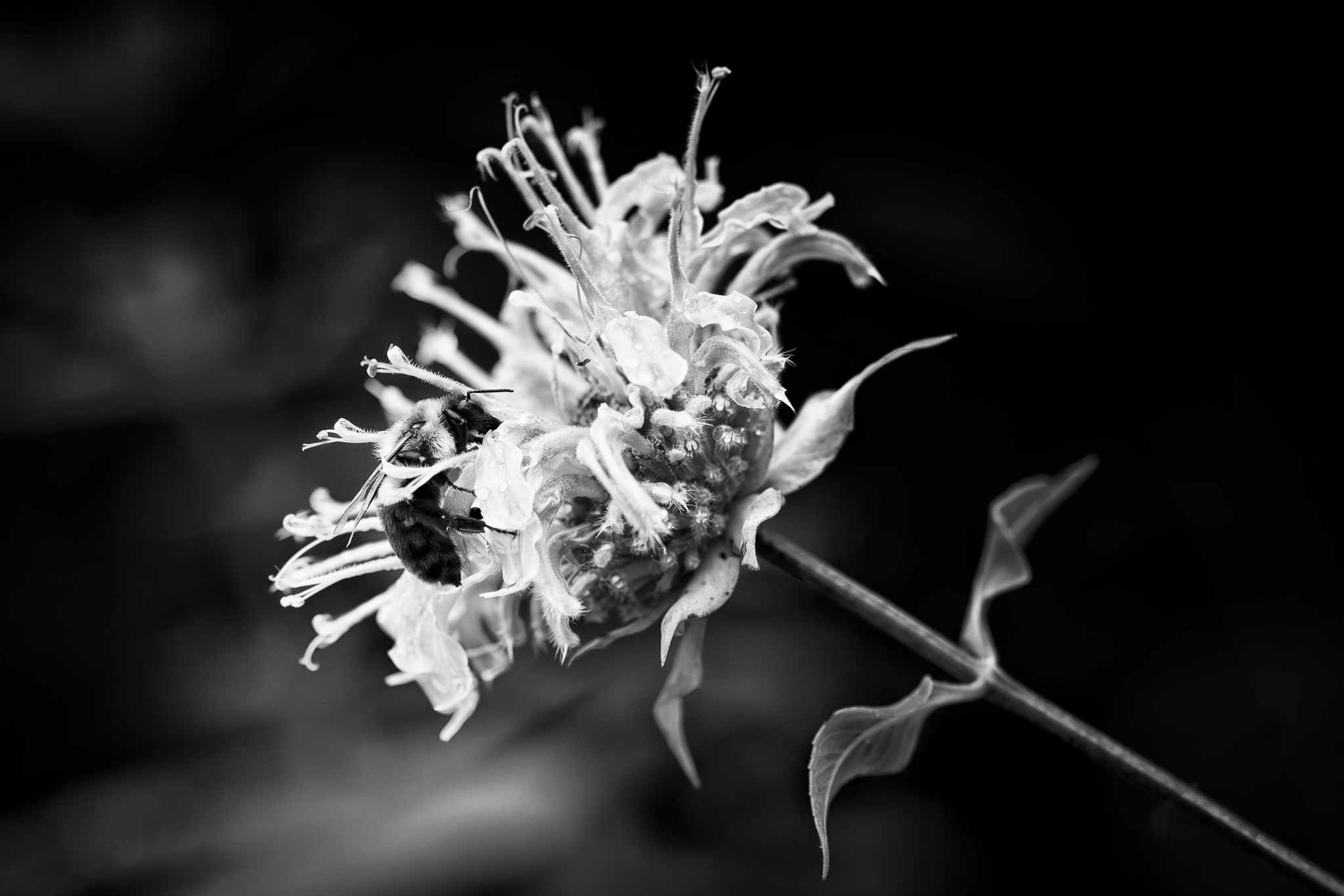 Whispers of the Bee Balm by Chris Reinhold
