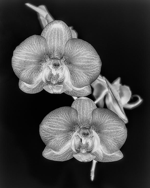Orchid - Pretty in Our Window Box by Emil Davidzuk
