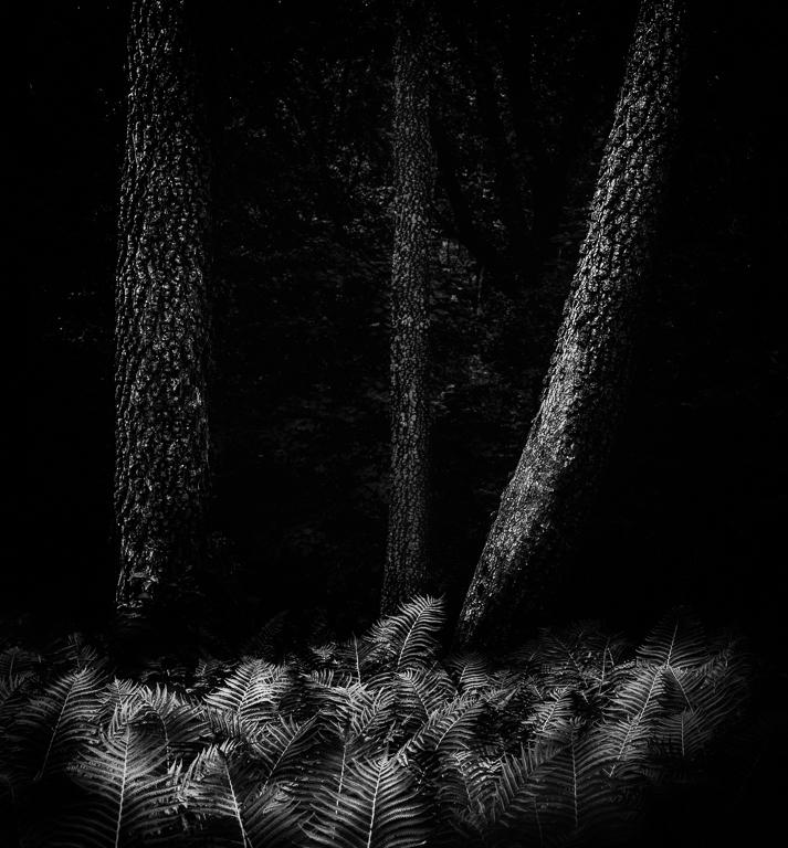 Ferns in the Woods by Emil Davidzuk
