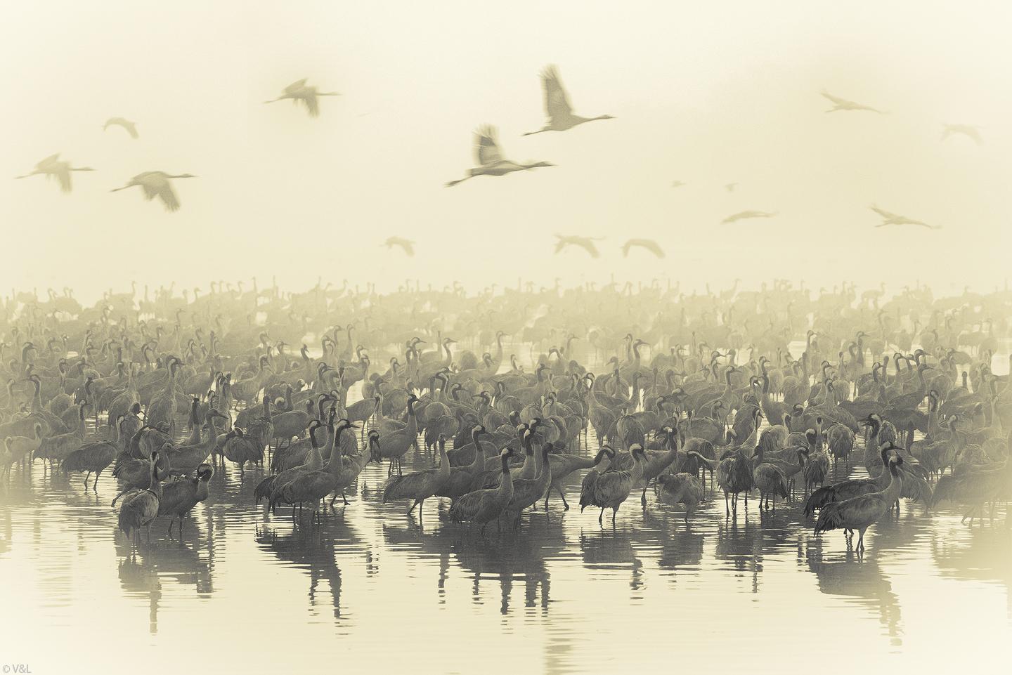 Cranes bird in northern Israel on their way from Europe to Africa by Israel Yosef