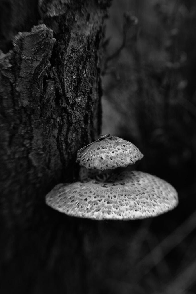 Mushroom by LuAnn Thatcher