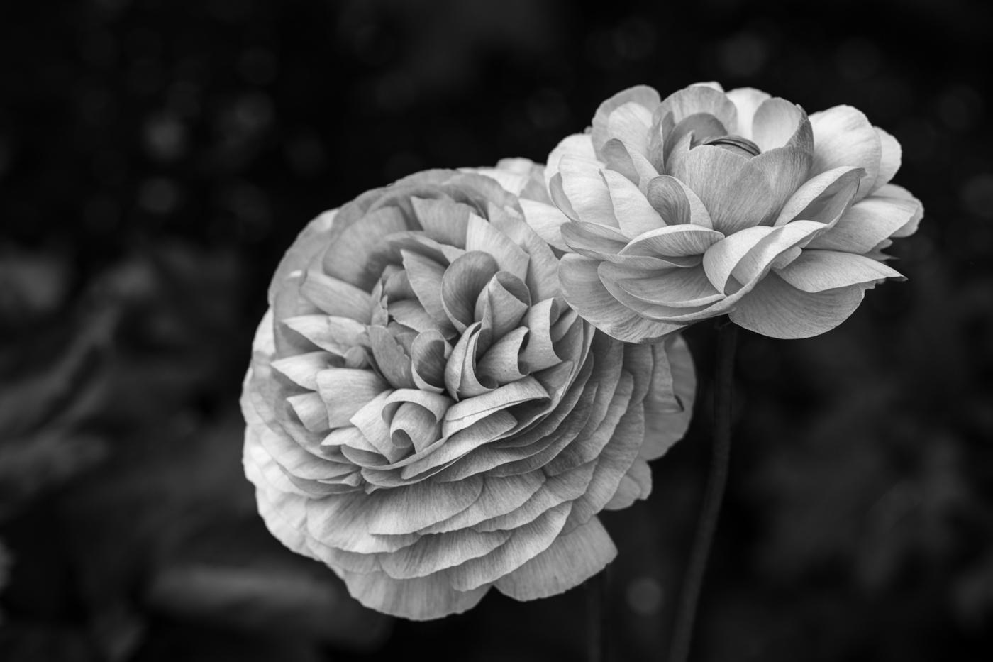 Ranunculus by LuAnn Thatcher