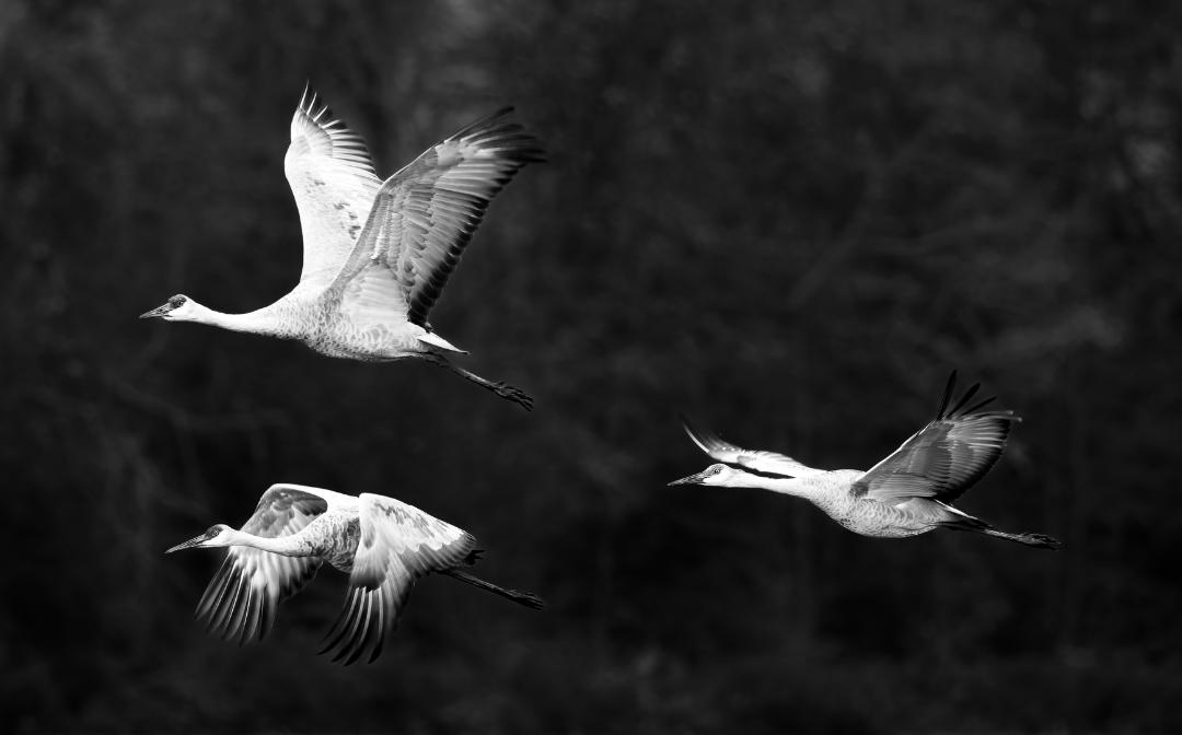 Sandhill Cranes by Mandy Vien