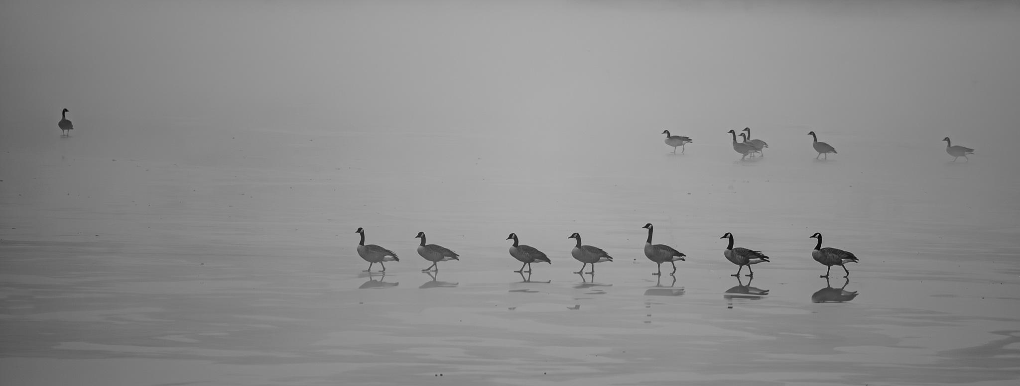 Ice Walk by Mark Braun