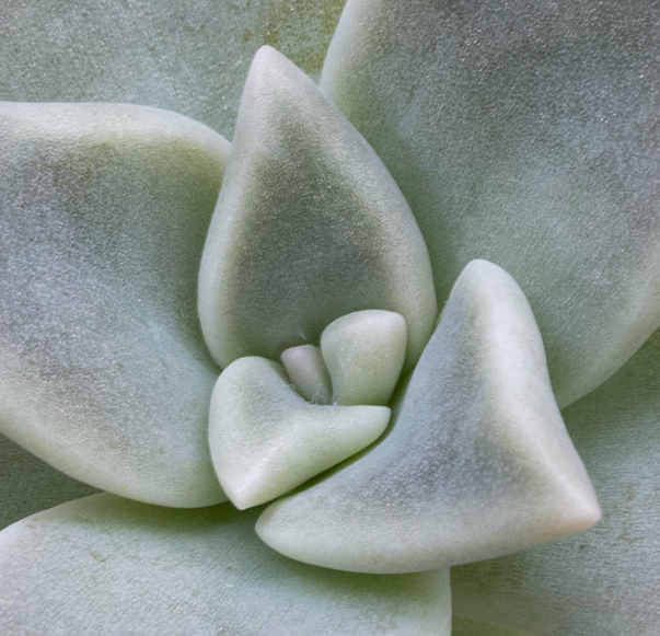 Hen & Chickens plant  by Barbara Hunley