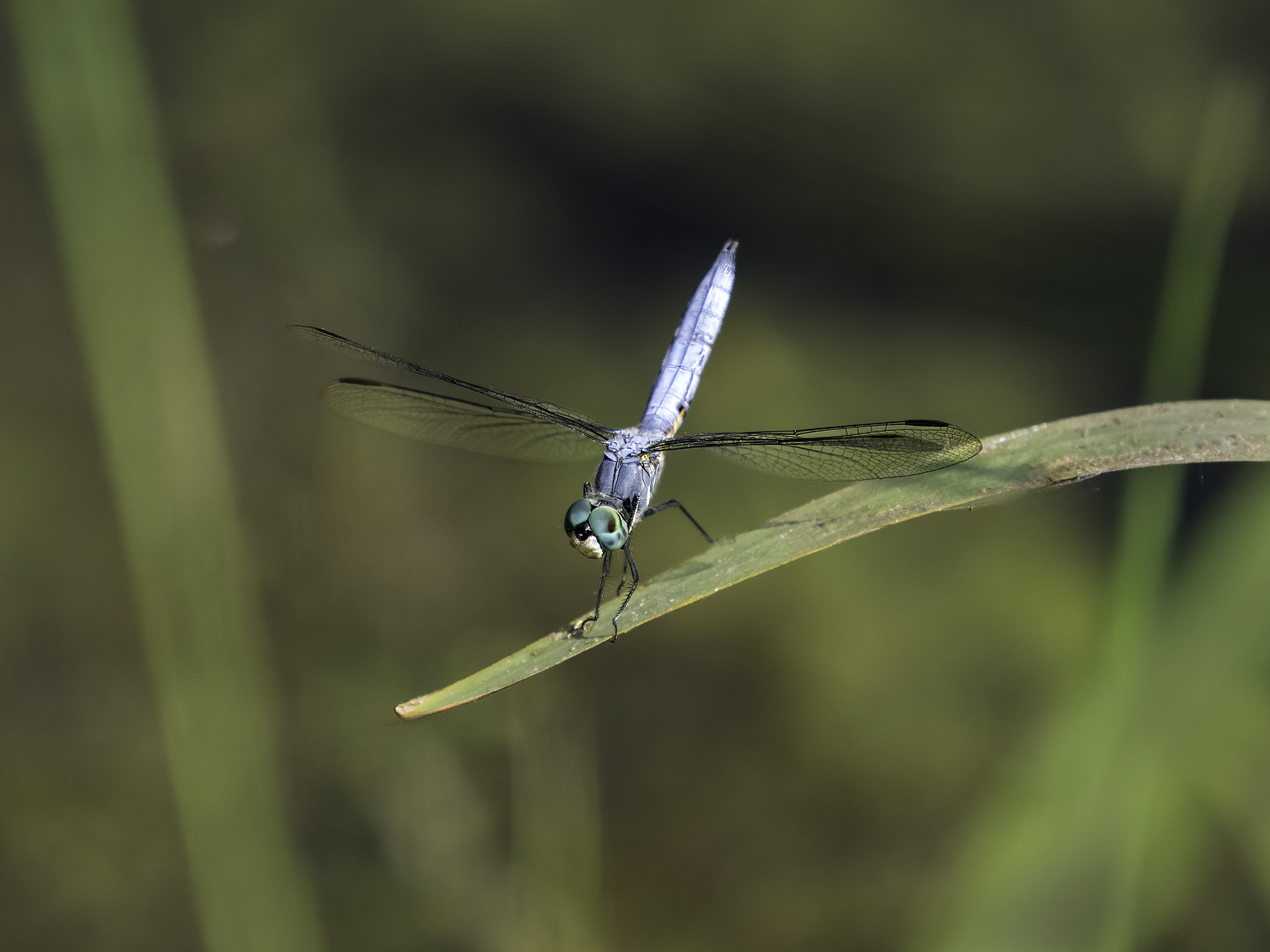dragonflies