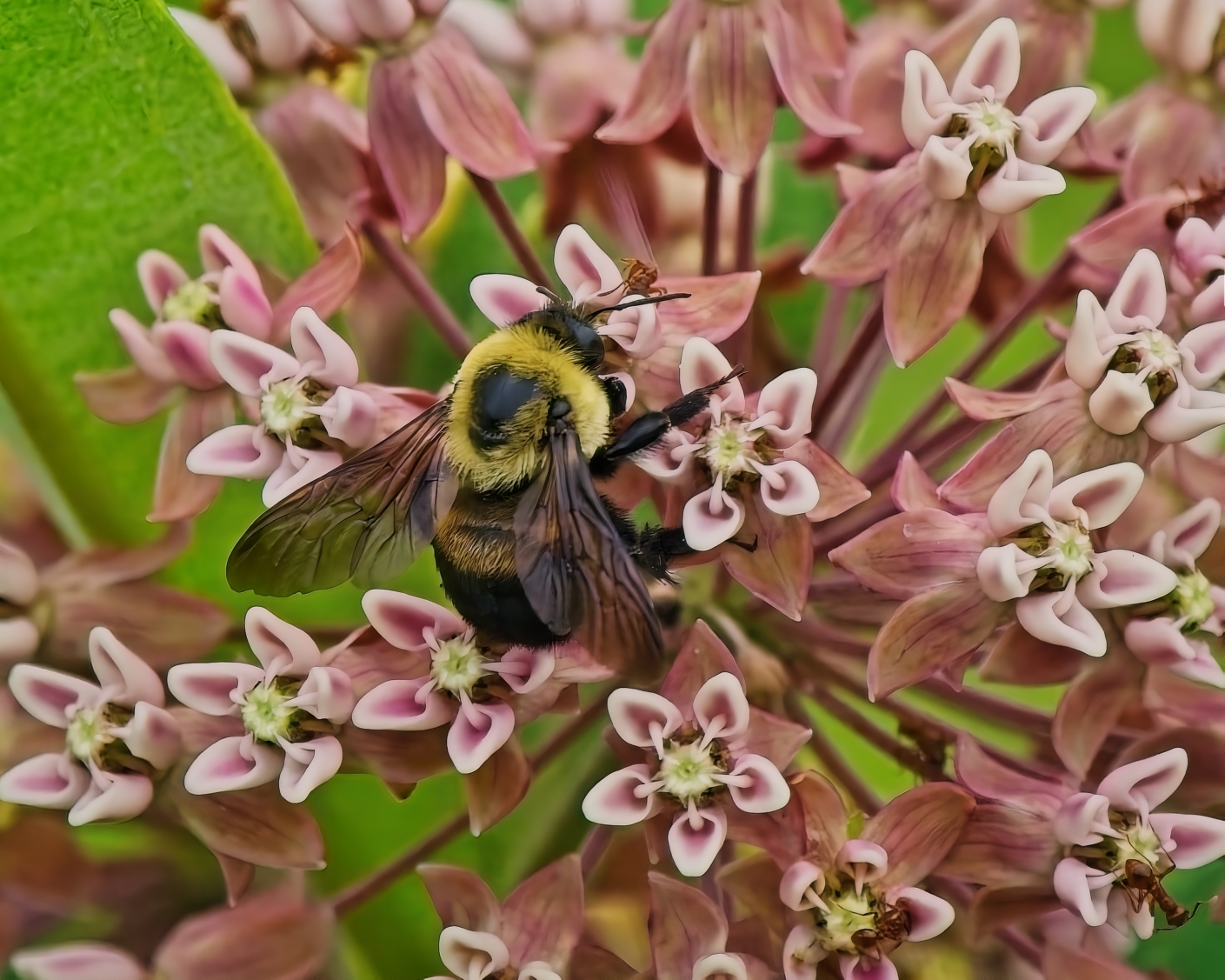 Brown Belted Bumblebee on a Milkweed