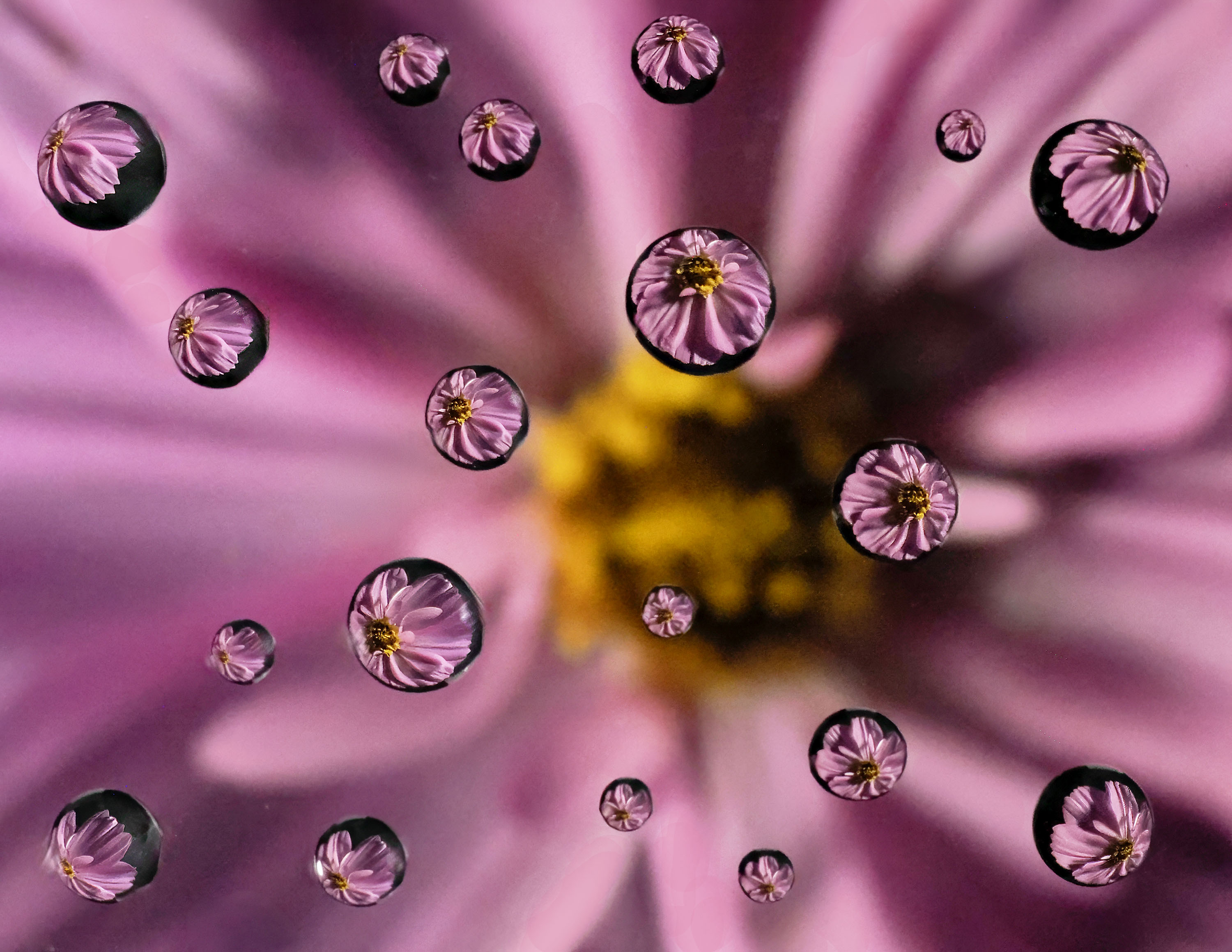 Cosmos by Ruth Mayer