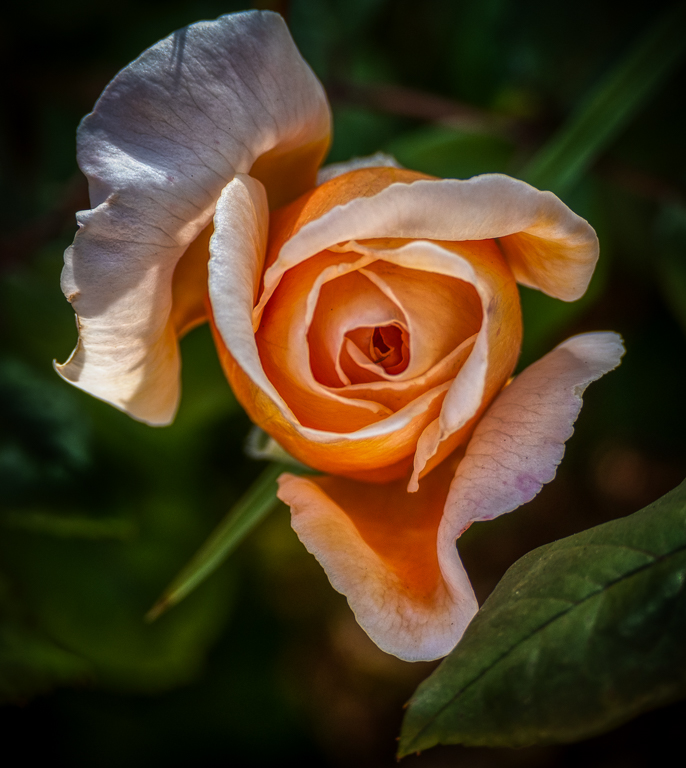 Radiant Rose by Alane Shoemaker