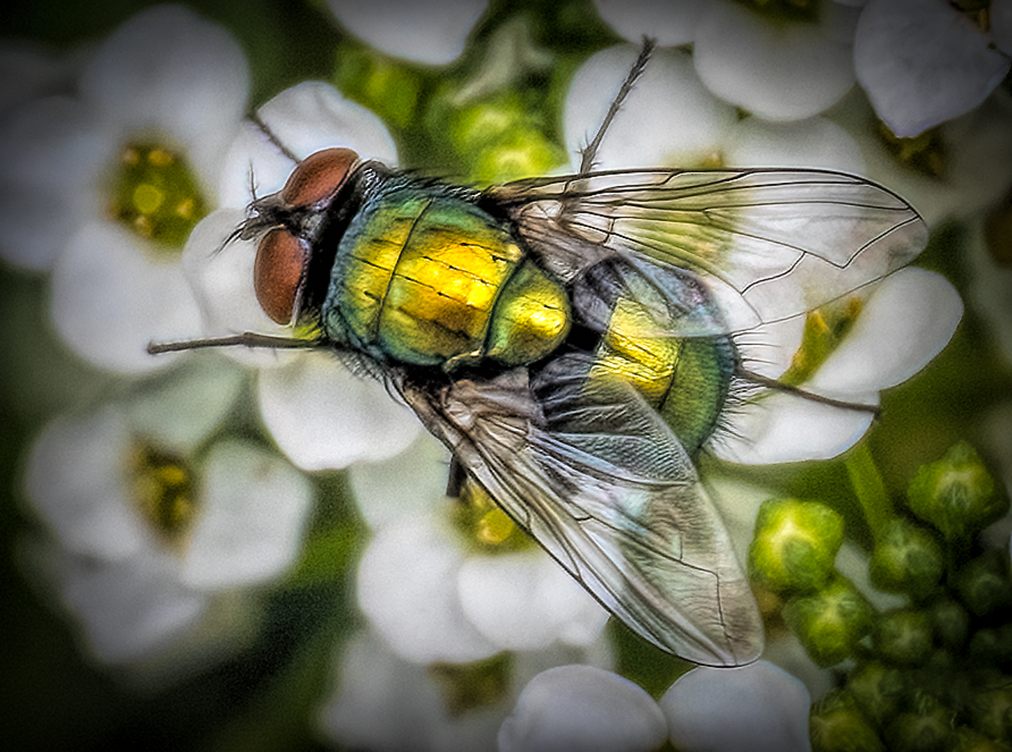Glowing Green Bottle Fly by Alane Shoemaker