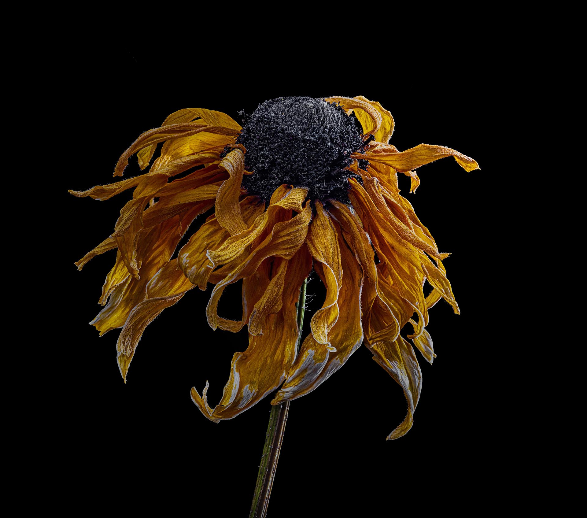 Dried Sunflower by Charles Ginsburgh
