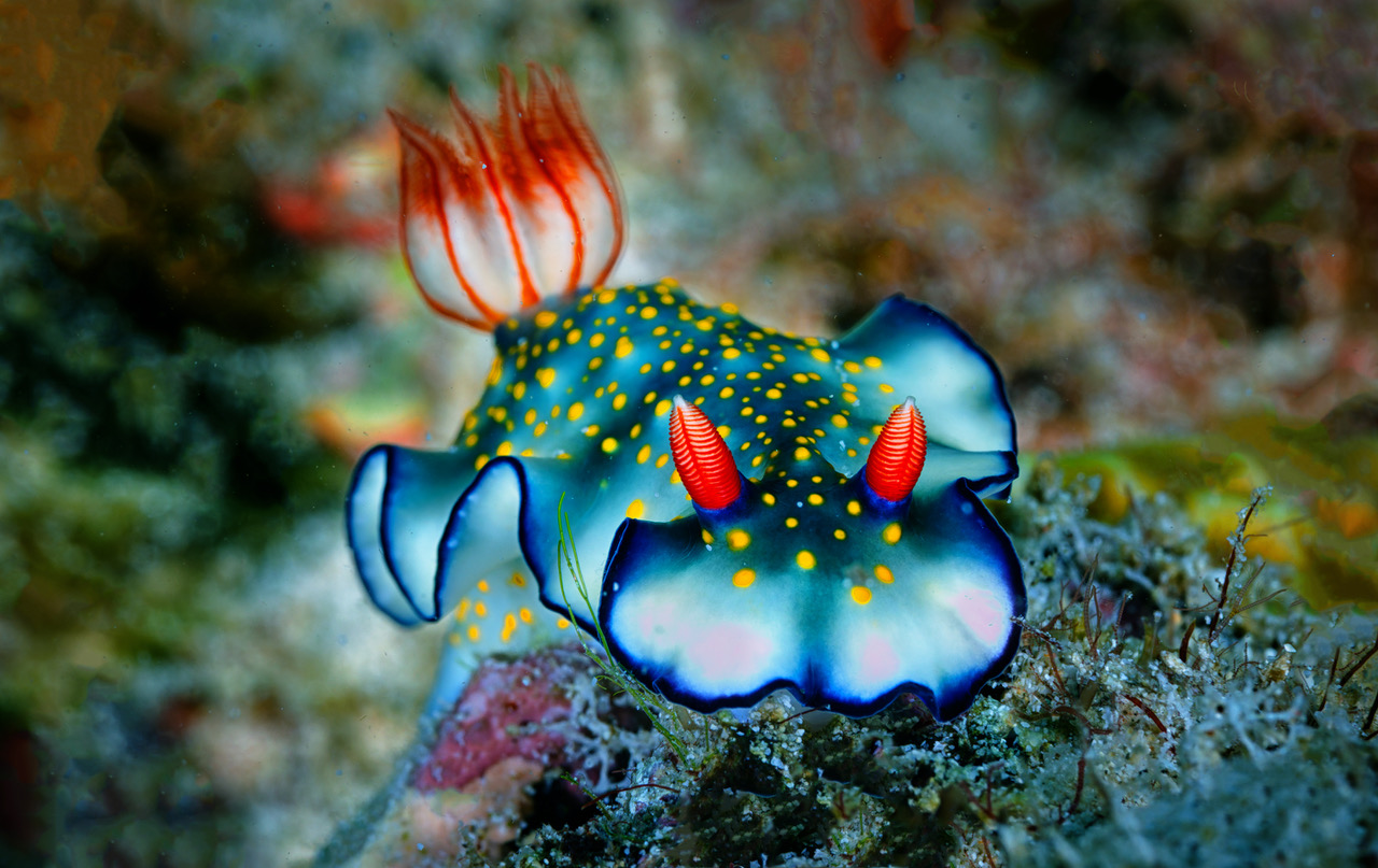 Nudibranch by Michael Braunstein