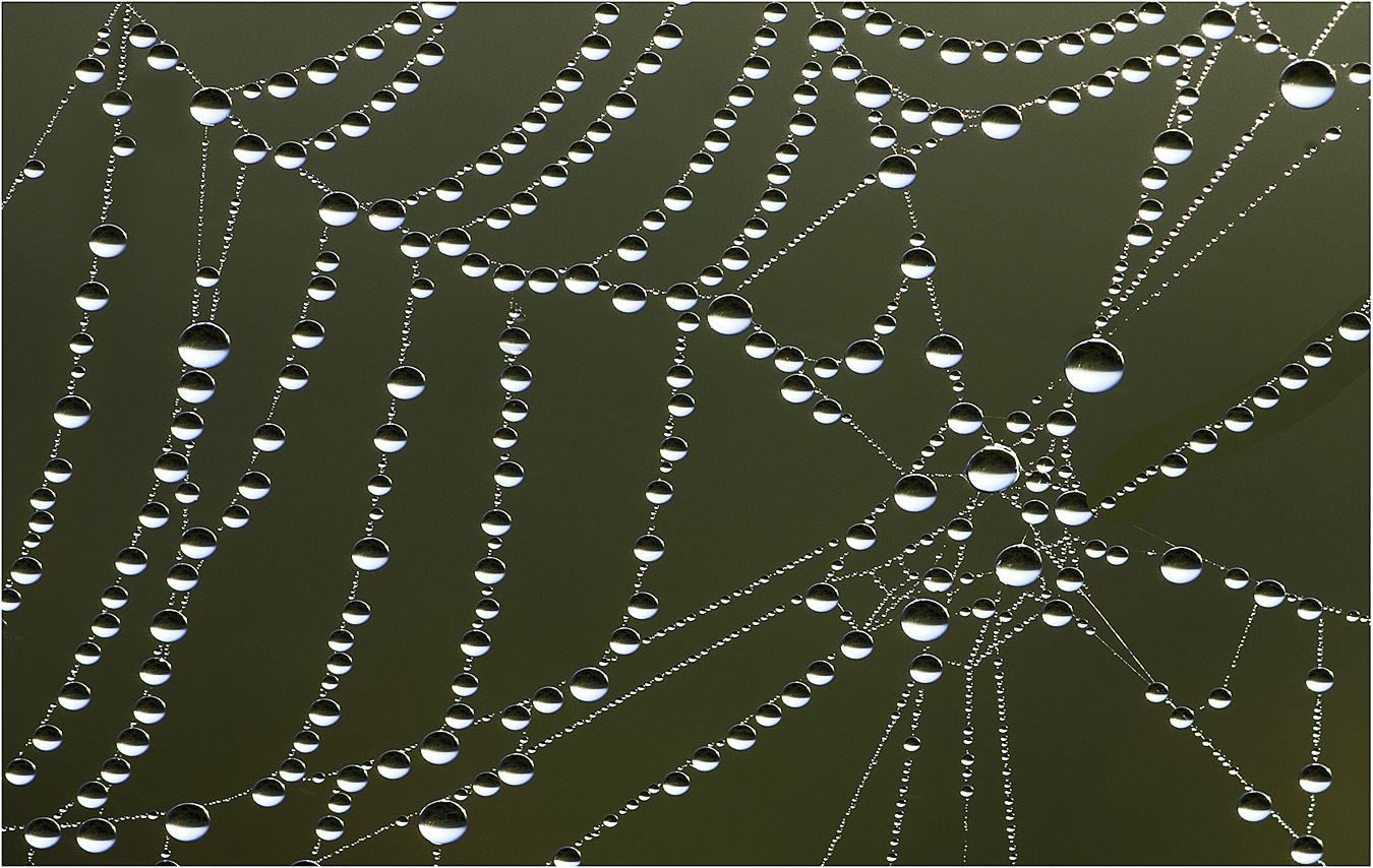 Nature's  Lace by Murphy Hektner