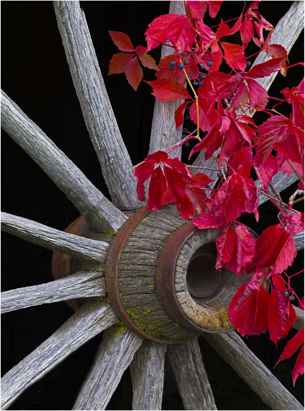 Buggy Wheel and Autumn Leaves by Murphy Hektner