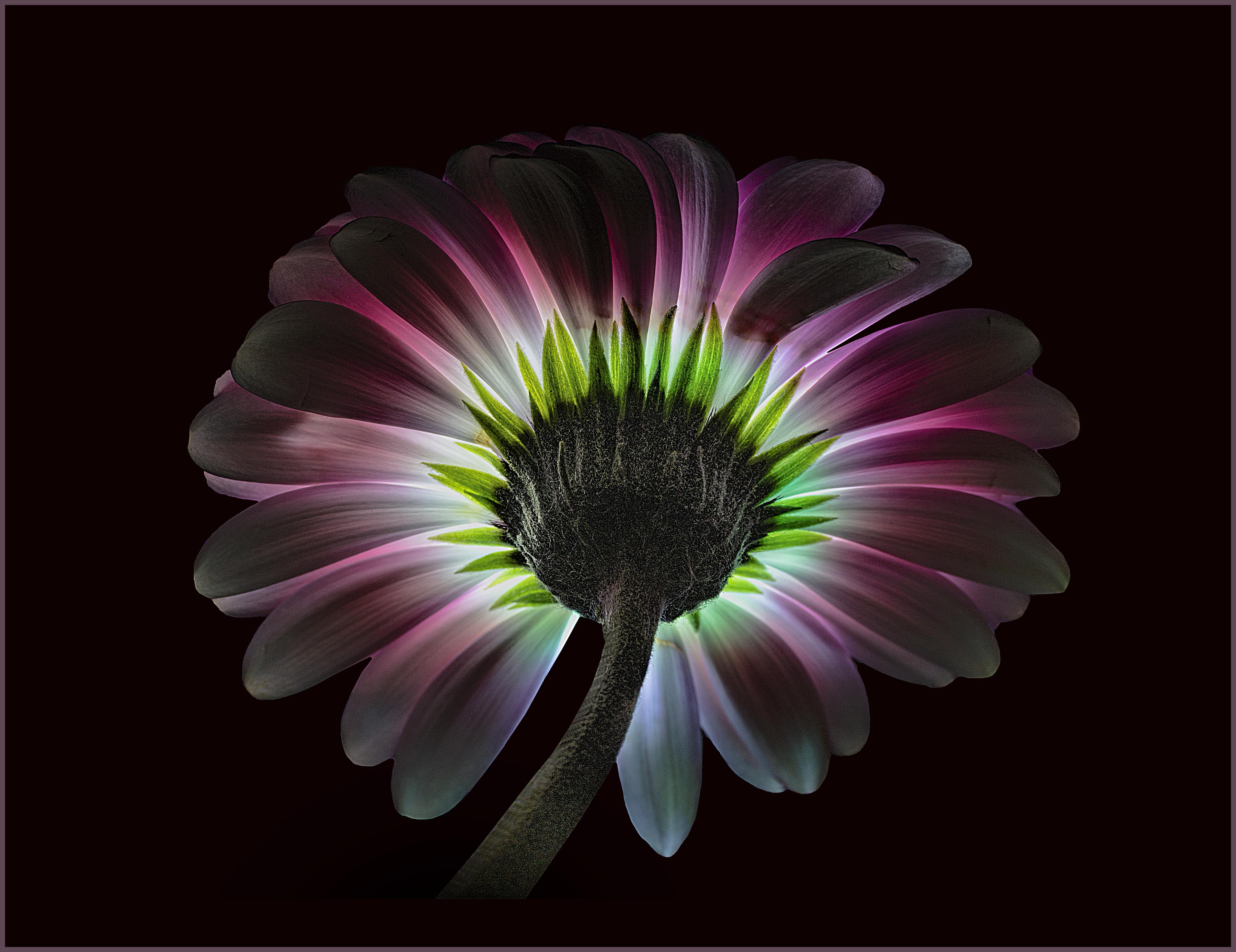 Intense Bloom by Charles Ginsburgh
