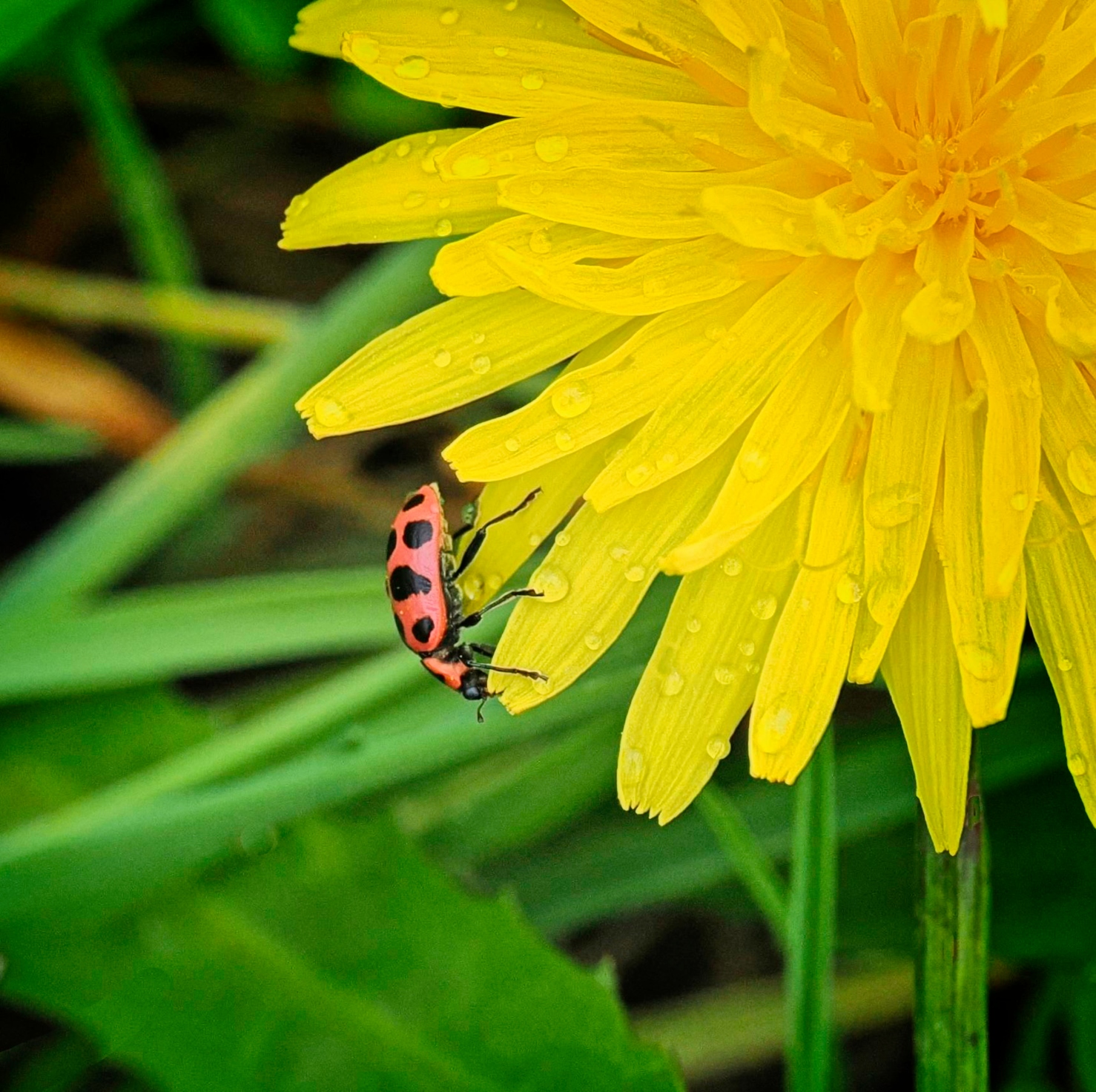 Spotted Lady Beetle walking on a Common Dandelion by Pierre Williot