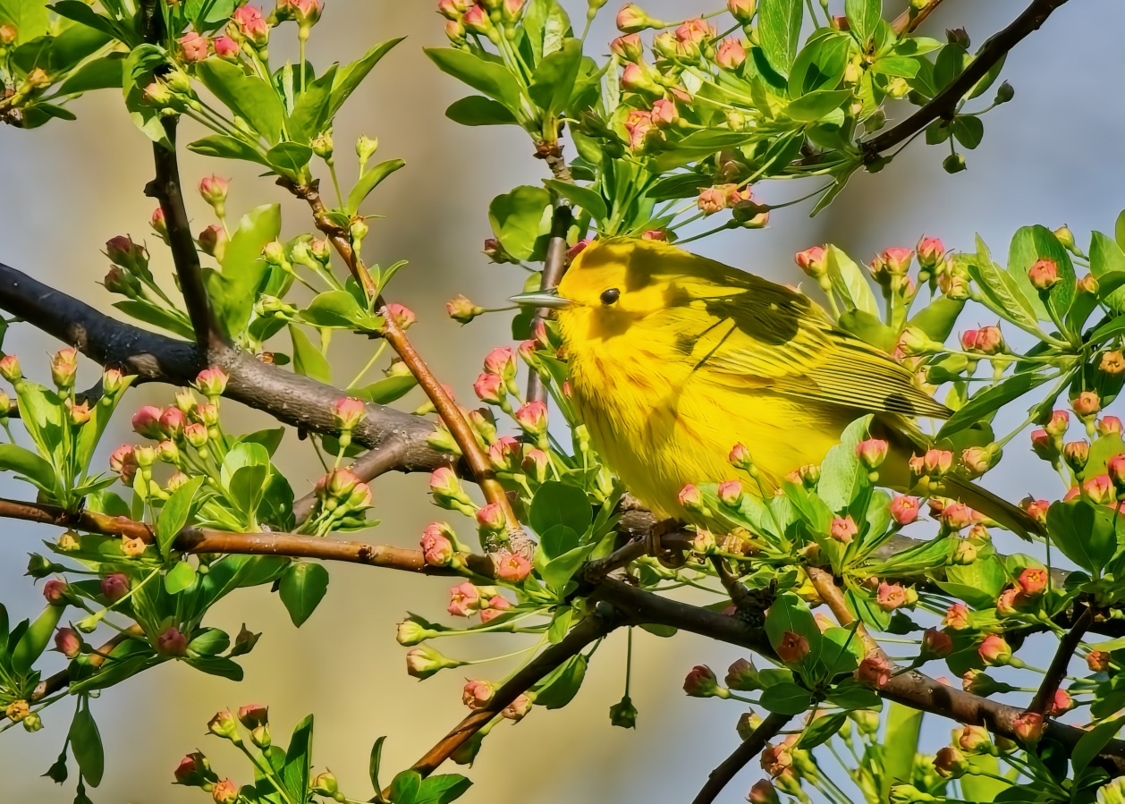 Yellow Warbler by Pierre Williot