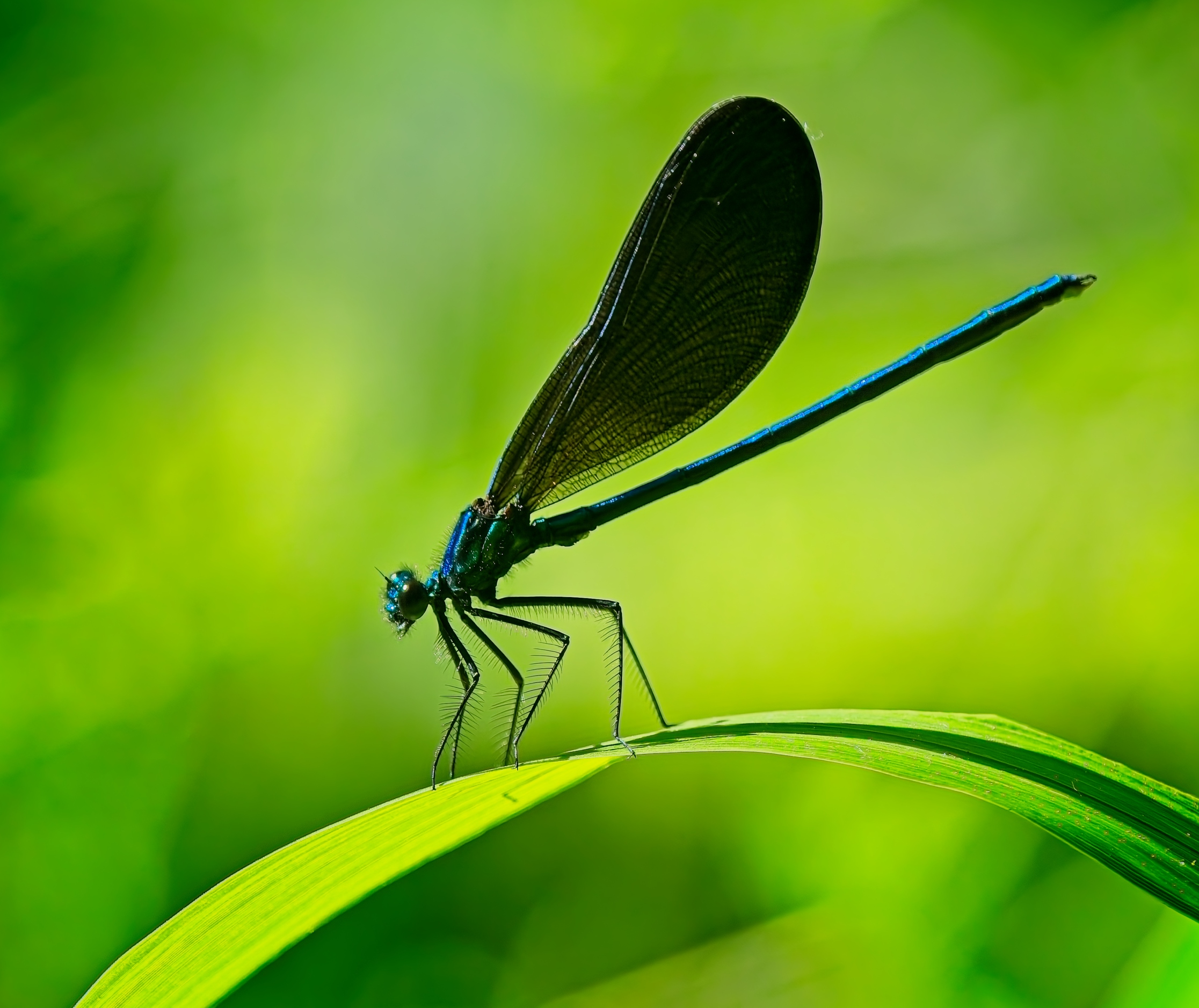 Male Ebony Jewelwing Damselfly by Pierre Williot