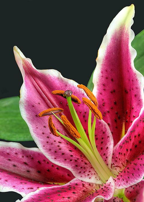 Oriental Lily